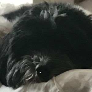 Meet your Posher, Anhai